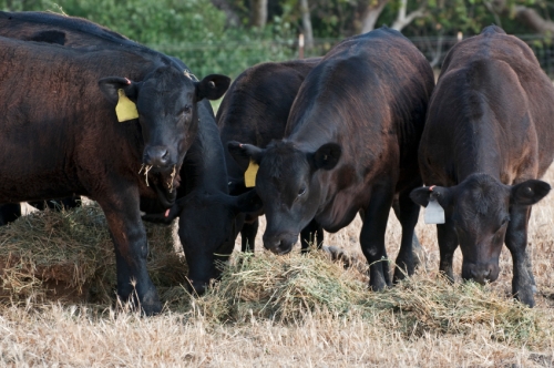 black angus beef calves